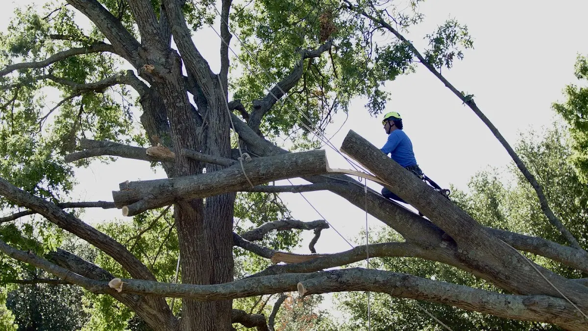 Professional Crown Thinning performed by certified arborists in Greenwald